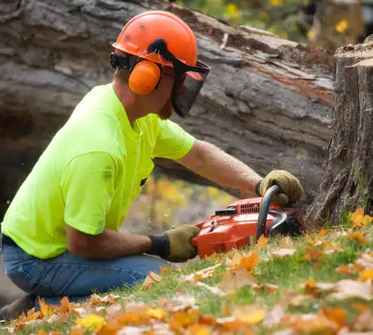 tree services Stanhope